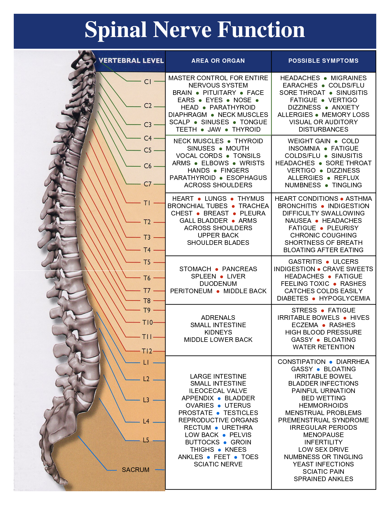 Vital Connections Briggs Chiropractic Clinic 0241